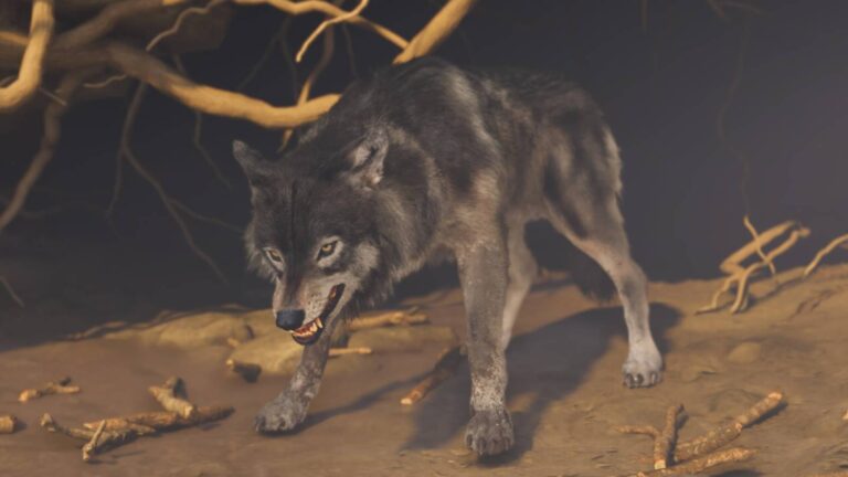 all-wolf-dens-in-ghost-of-yotei.jpg