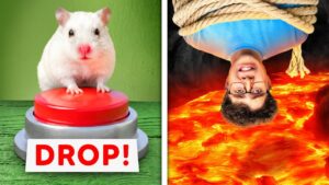 Extreme Hamster Maze Challenge!