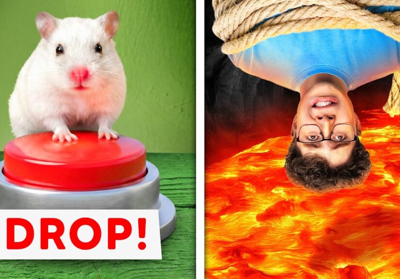 Extreme Hamster Maze Challenge!