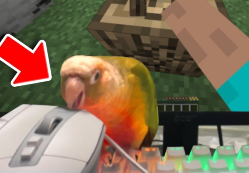 I Taught My Bird How To Play Minecraft